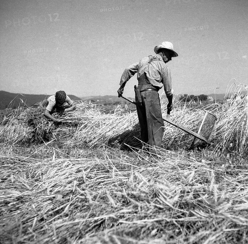 Man mows grain