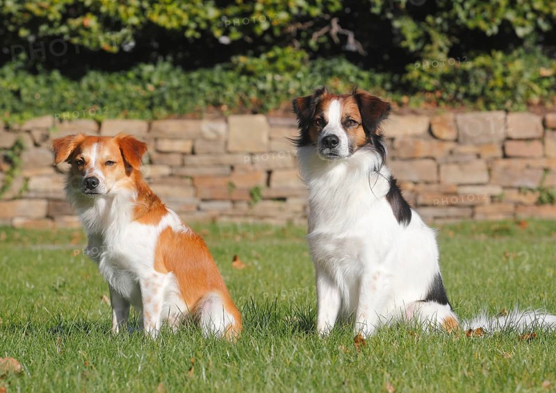 Two Kromfohrlander males