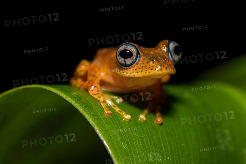 Tree climbing frog species (Boophis pyrrhus) sits on leaf