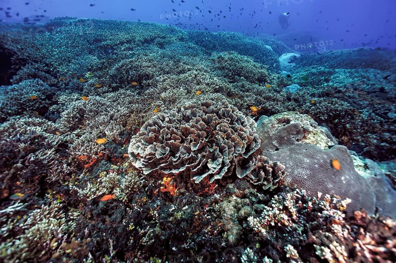 Coral garden with disc corals (Turbinaria conspicua)