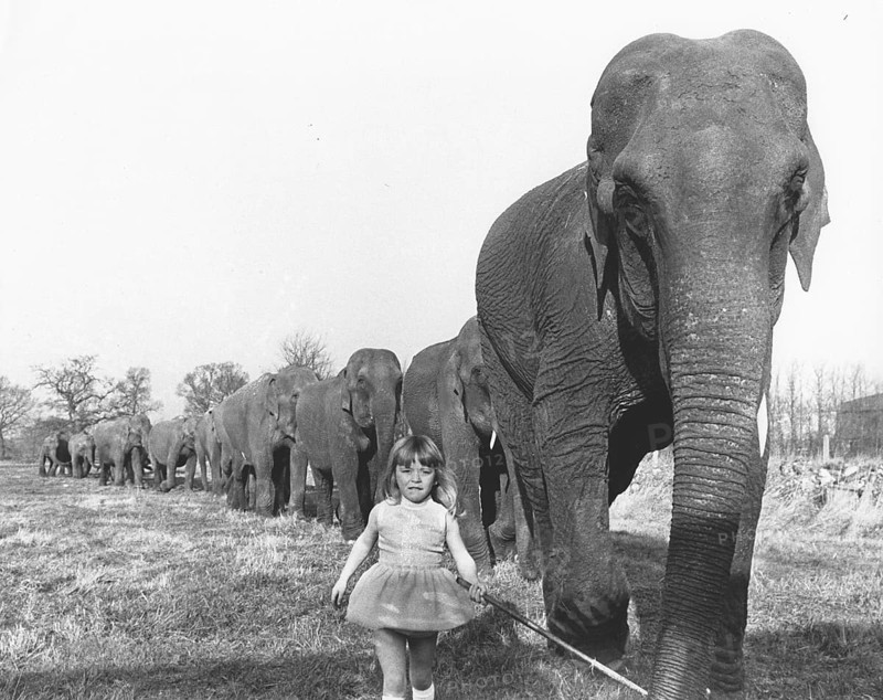 Girl with elephants