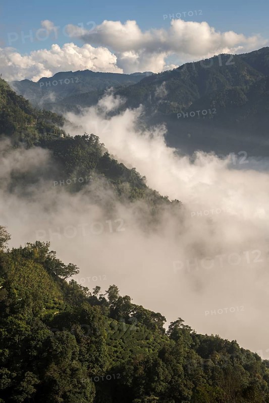 Tea plantation in front of clouds and mountains