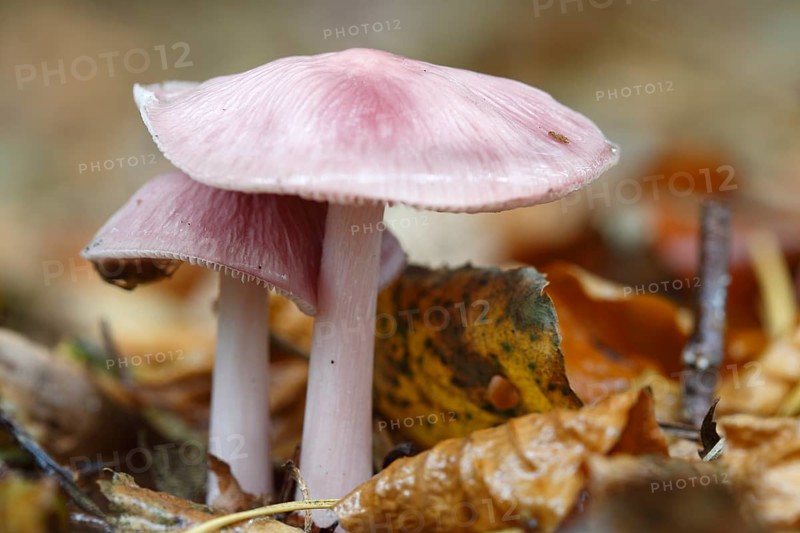 Bonnet (Mycena rosea)