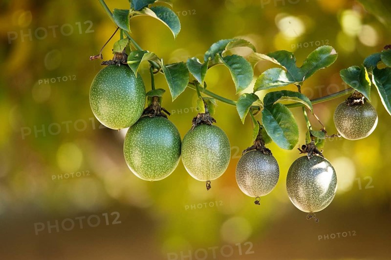 Passion fruits hanging on the branch