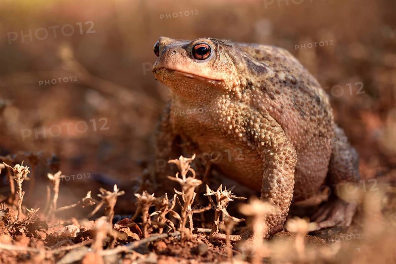 Large female of common toad (Bufo bufo spinosus)