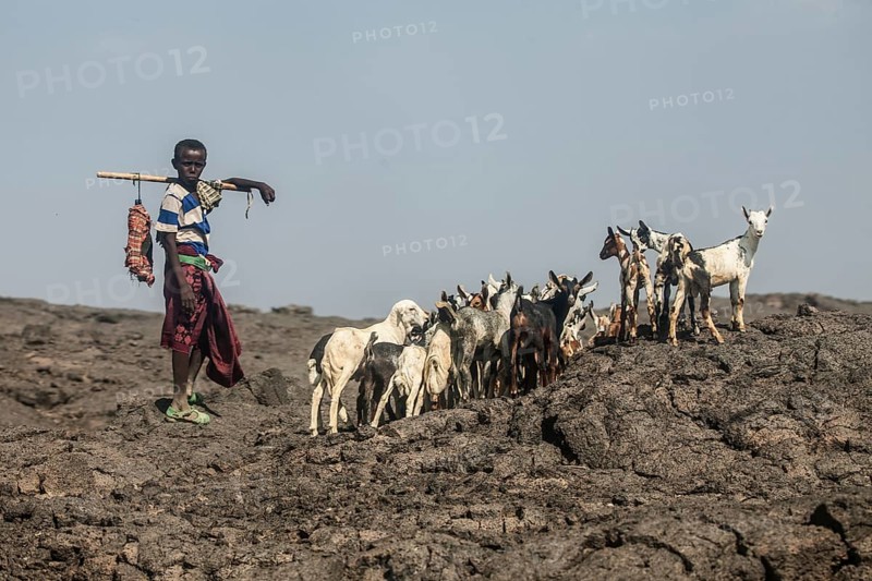 Goat shepherd