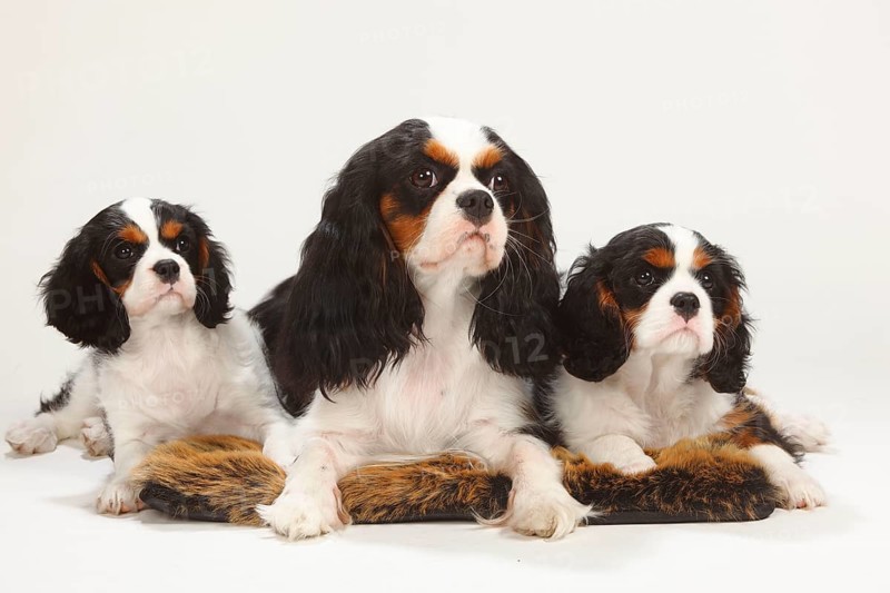 Cavalier King Charles Spaniel