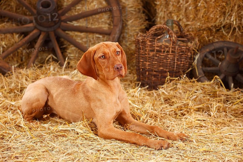 Wire-haired Hungarian pointing dog