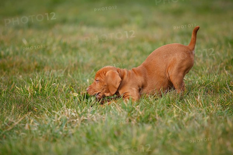 Shorthaired Hungarian pointer