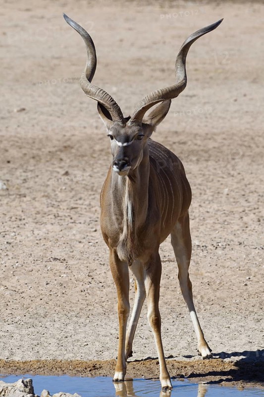 Greater kudu (Tragelaphus strepsiceros)