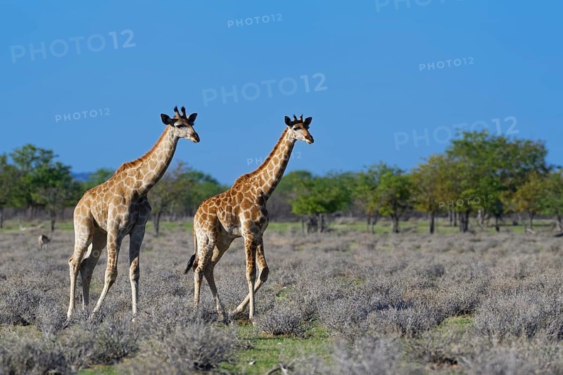 Angolan giraffes (Giraffa camelopardalis angolensis)