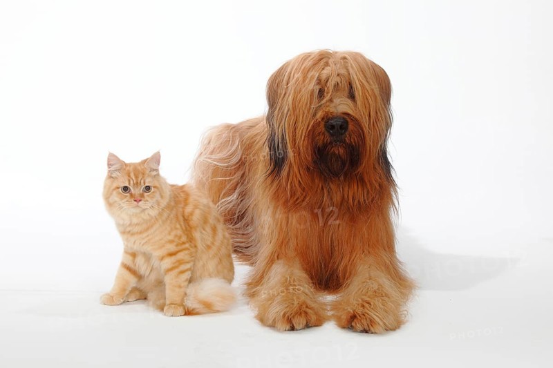 Briard or Berger de Brie