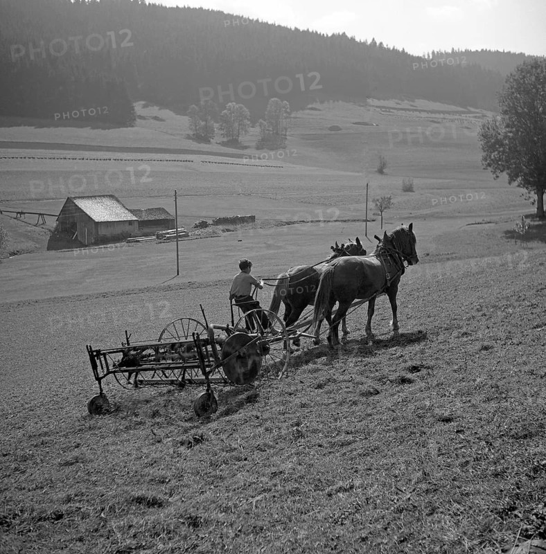 Man ploughs field with strained horses