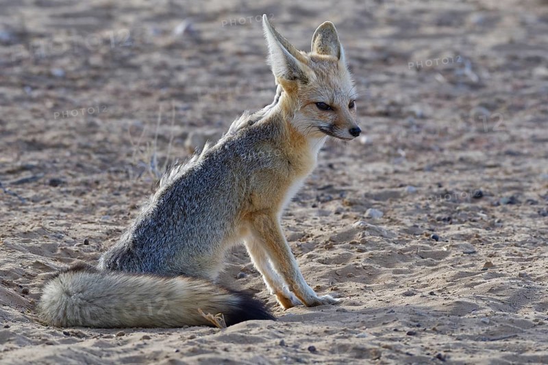 Cape fox (Vulpes chama)