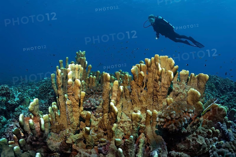 Divers over Blade firel coral (Millepora platyphylla)