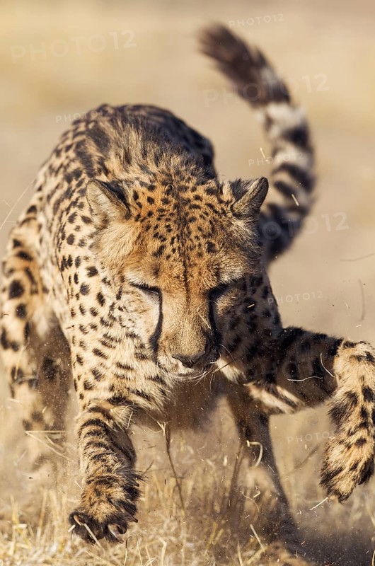 Cheetah (Acinonyx jubatus)