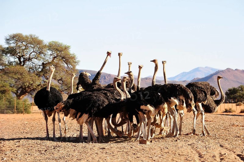 South African ostriches (Struthio camelus australis) in an ostrich farm feeding