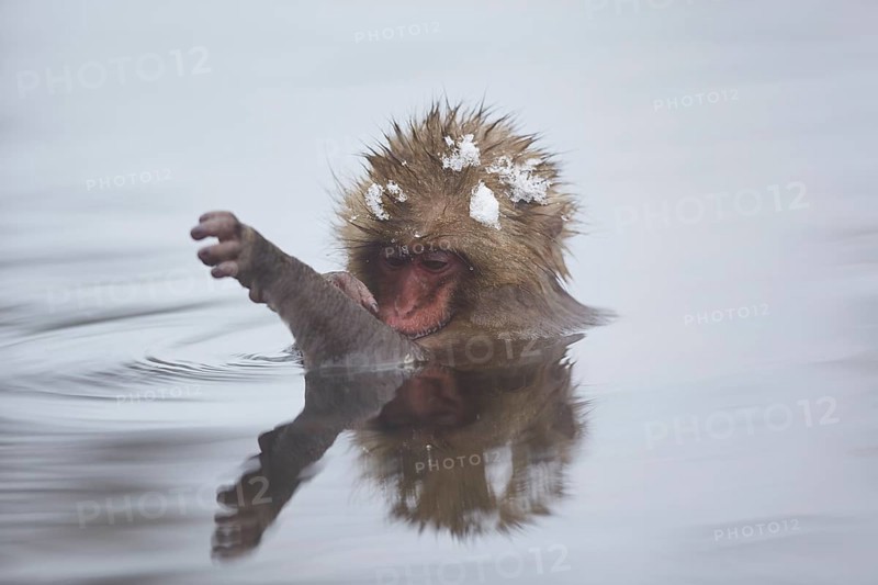 Japanese macaque (Macaca fuscata)