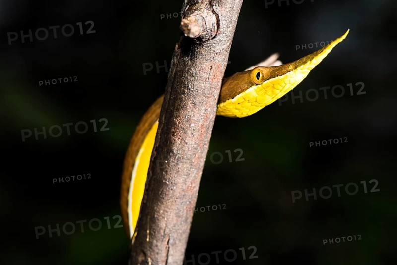 Madagascar Madagascar leaf-nosed snake (Langaha madagascariensis)