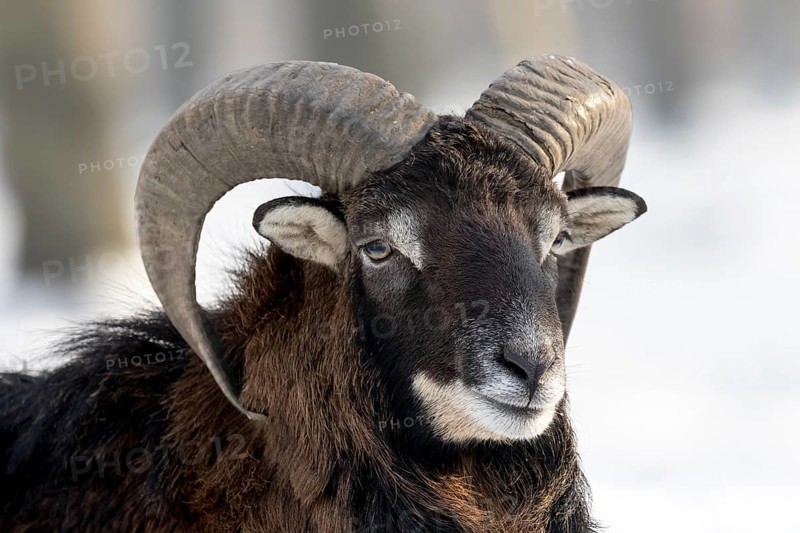 European mouflon (Ovis orientalis musimon)