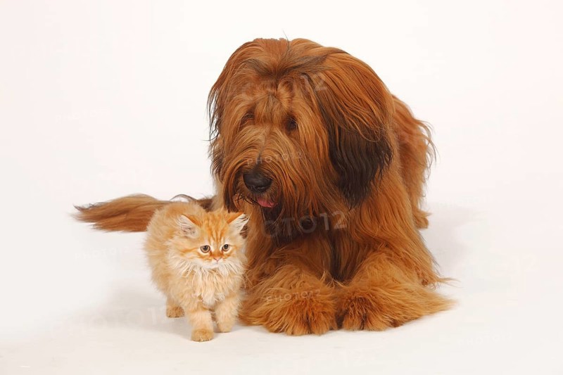 Briard