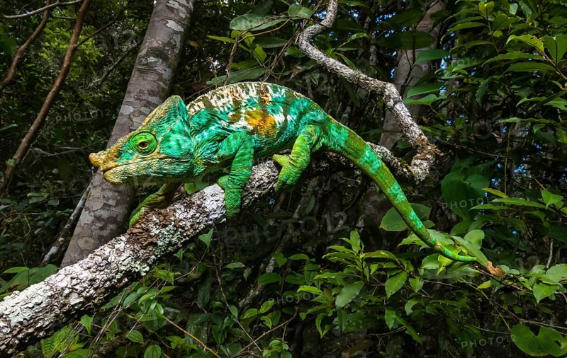 Cristifer Chameleon (Calumma parsonii cristifer)