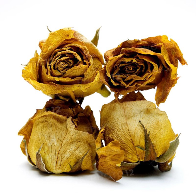 Withered rose heads