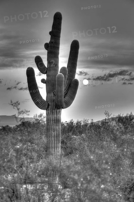 Saguaro (Carnegiea gigantea) with full moon