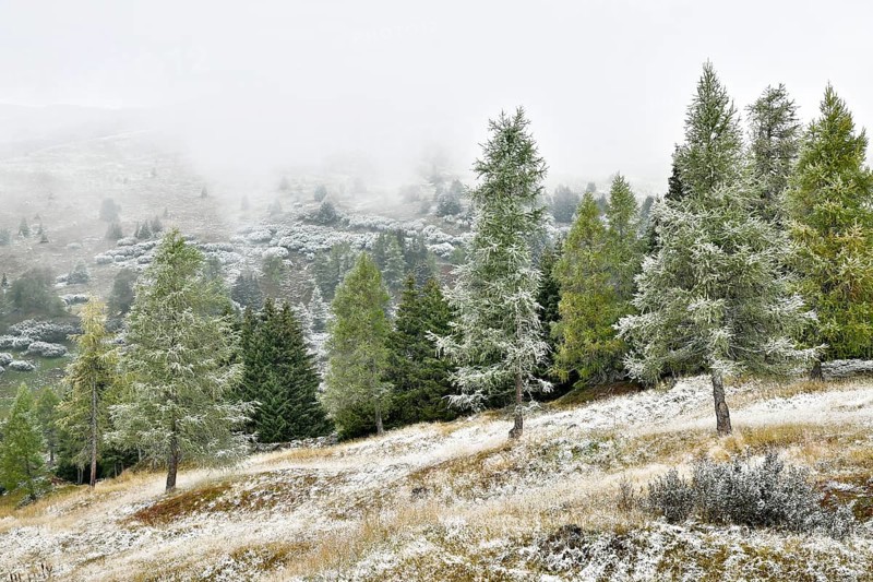 Mountain landscape with coniferous forest