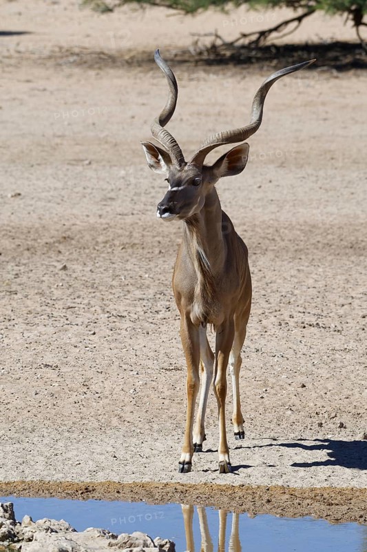 Greater kudu (Tragelaphus strepsiceros)