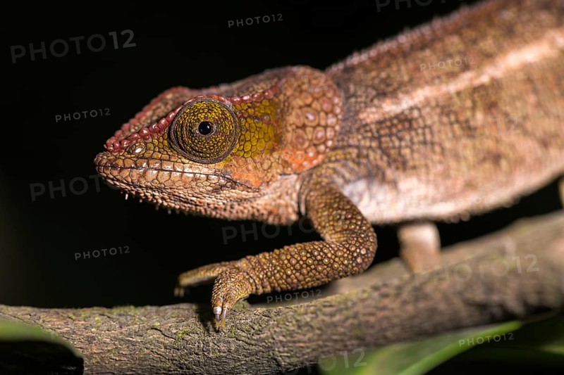 Blue-legged chameleon (Calumma crypticum)