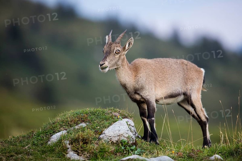 Alpine Ibex (Capra ibex)