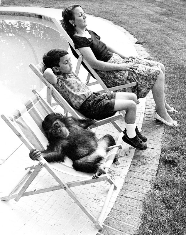 Family with chimpanzee relax at the pool