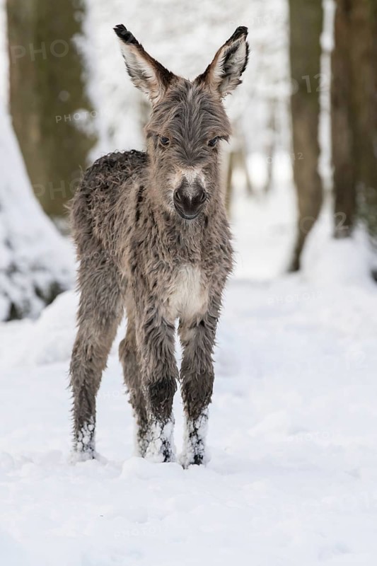 Thuringian forest donkey in the snow
