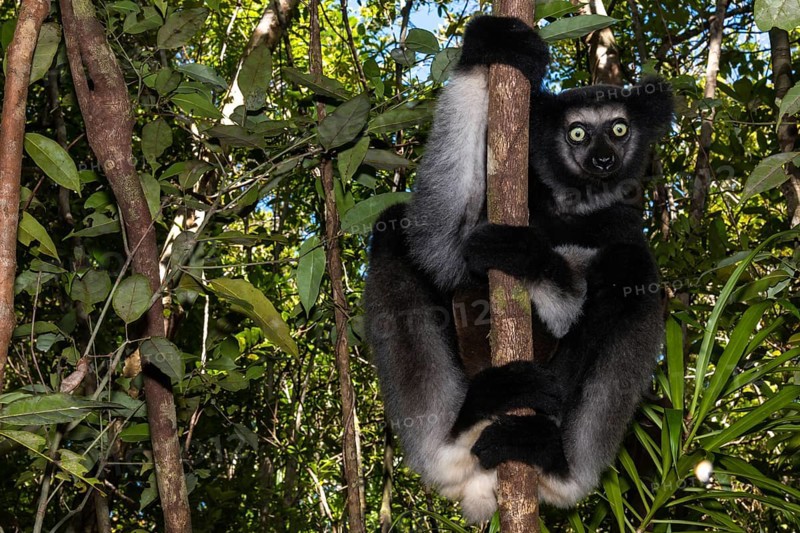 Indri (Indri indri)