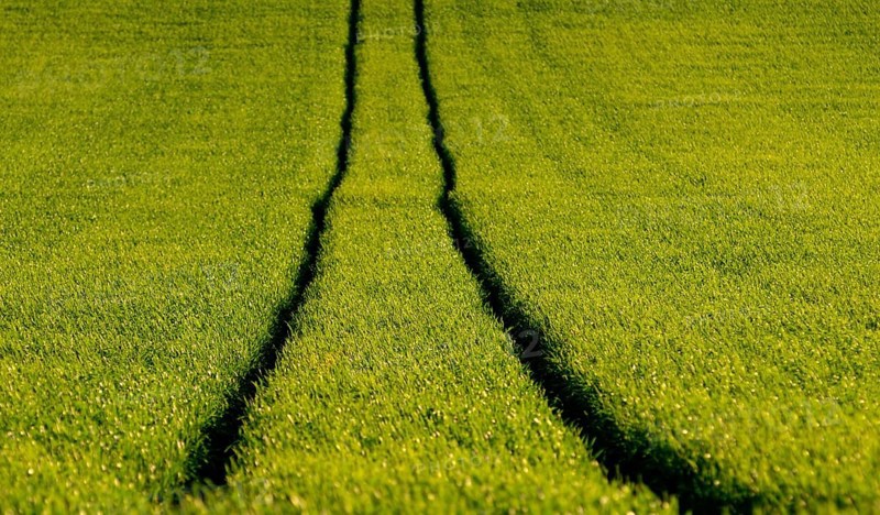 Tire tracks in the middle of a field of corn