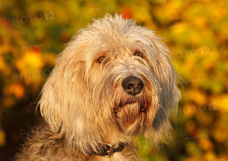 Labradoodle Grand Basset Griffon Vendeen Mongrel