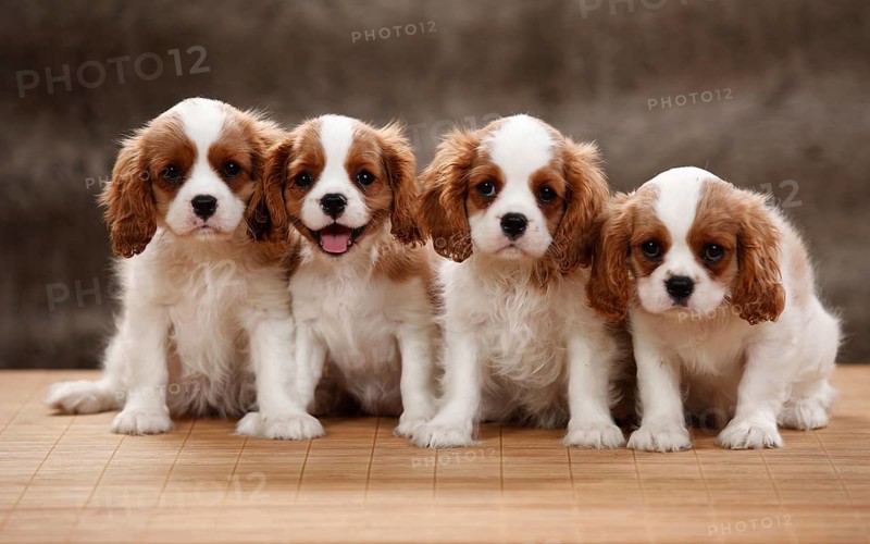 Cavalier King Charles Spaniel