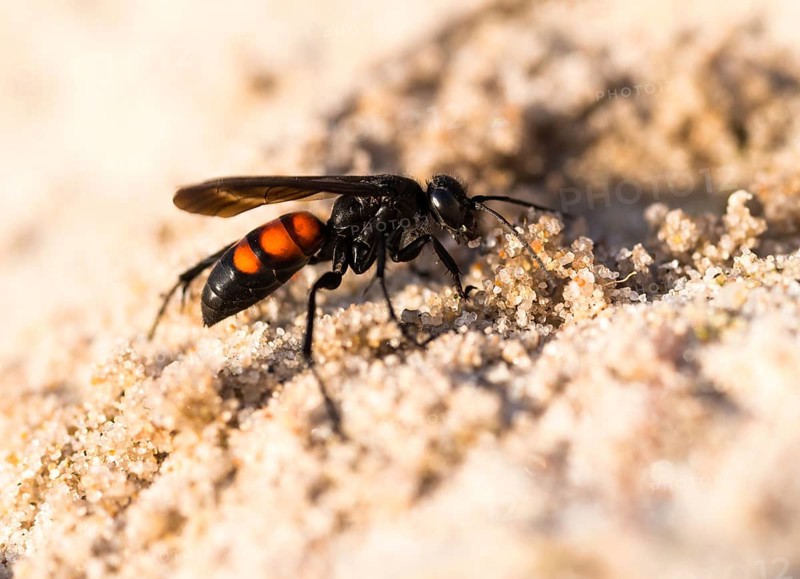 Black-banded spider wasp (Anoplius viaticus)