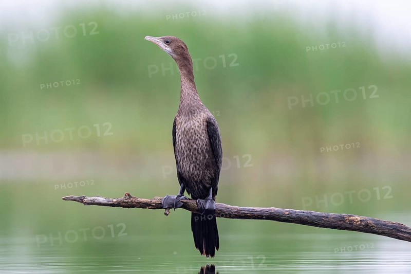 Pygmy Cormorant (Phalacrocorax pygmeus) from the front