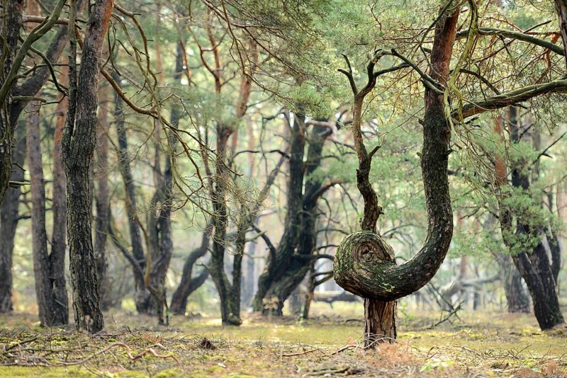 Twisted Pine