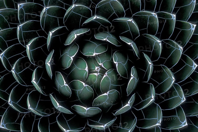 Houseleek (Sempervivum)