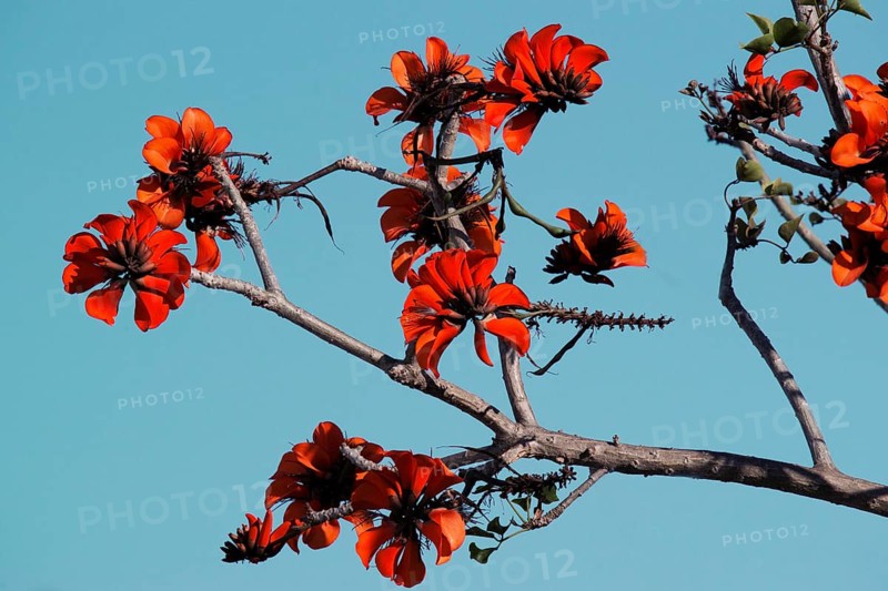 oast coral tree (Erythrina caffra)