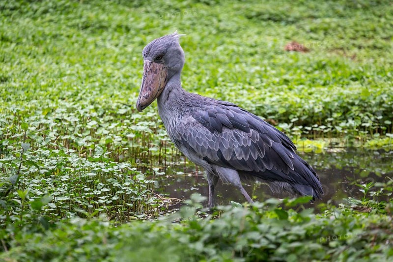 Shoebill (Balaeniceps rex) stands in shallow water