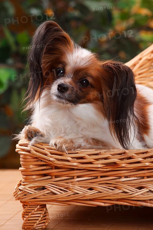 Papillon