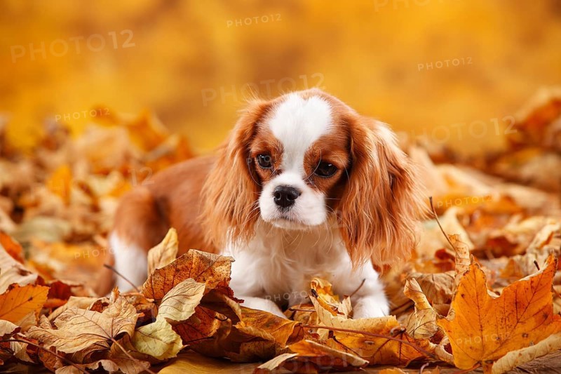 Cavalier King Charles Spaniel