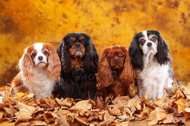 Cavalier King Charles Spaniel