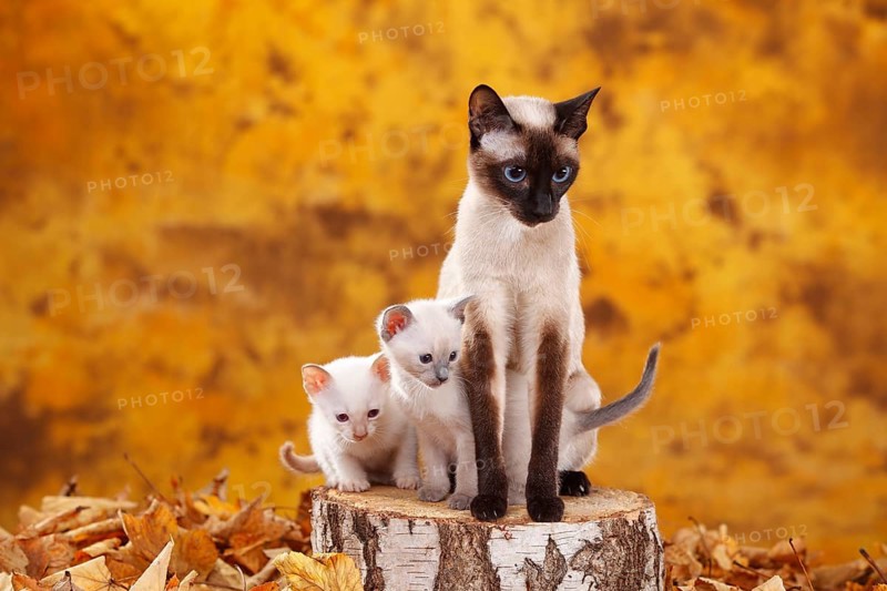 Siamese cats old type