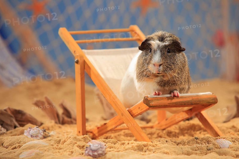 English Crested Guinea Pig