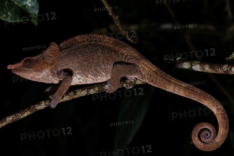 Short-horned chameleon (Calumma brevicorne)